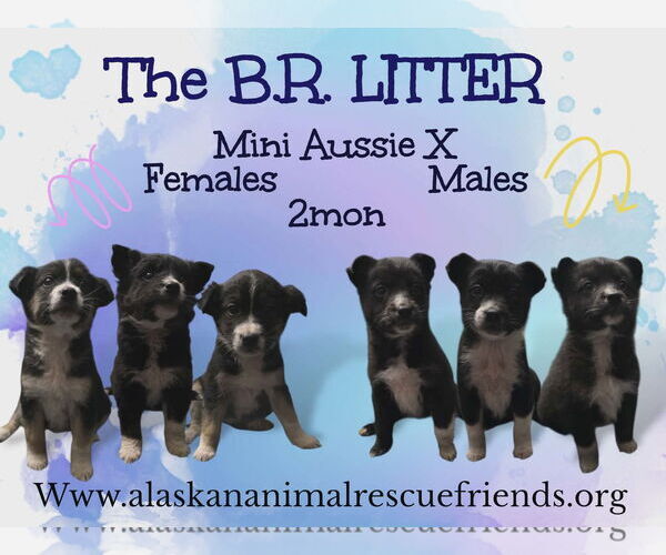 Medium Photo #1 Australian Shepherd-Unknown Mix Puppy For Sale in Anchorage, AK, USA