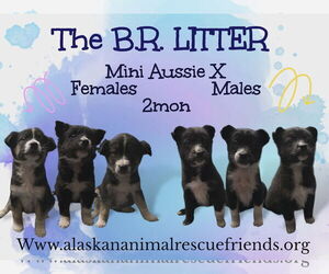 Australian Shepherd-Unknown Mix Dogs for adoption in Anchorage, AK, USA