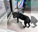 Small Photo #1 Labrador Retriever Puppy For Sale in Lufkin, TX, USA