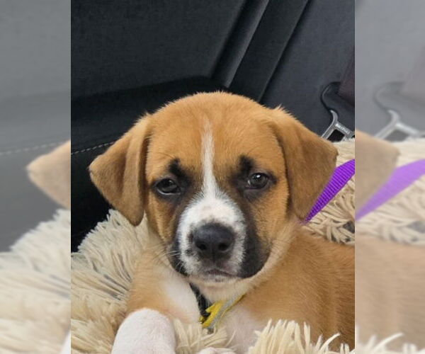 Medium Photo #11 Mutt Puppy For Sale in Brooklyn Center, MN, USA