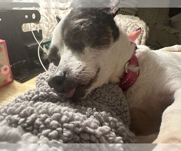 Medium Photo #3 Chihuahua Puppy For Sale in Mundelein, IL, USA