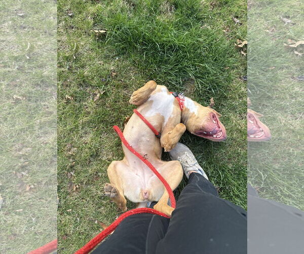 Medium Photo #6 American Staffordshire Terrier-Unknown Mix Puppy For Sale in Holly Springs, NC, USA