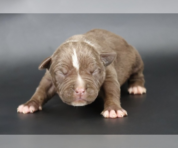 Medium Photo #1 American Bully Puppy For Sale in CHAMPAIGN, IL, USA