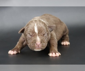 American Bully Puppy for sale in CHAMPAIGN, IL, USA