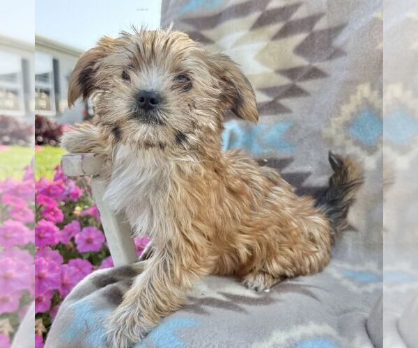 Medium Photo #1 Morkie Puppy For Sale in WILLIAMSBURG, IN, USA
