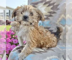 Medium Morkie