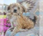 Small Morkie