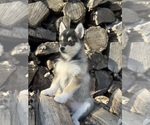 Small Alaskan Klee Kai-Pomsky Mix