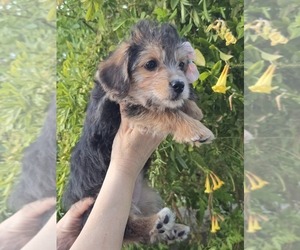 Corgipoo Puppy for sale in MARICOPA, AZ, USA
