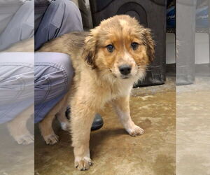 Mutt Dogs for adoption in SHERBURNE, NY, USA