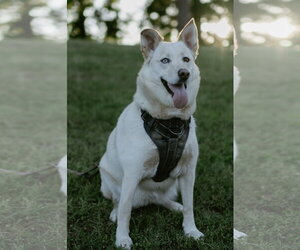 Jewel *COURTESY LISTING - Female Aussie Siberian Dog for Adoption - Photo #2