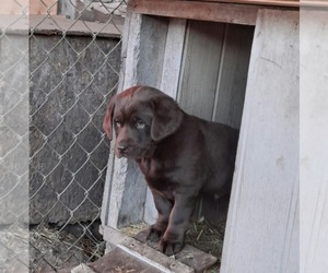 Labrador Retriever Puppy for sale in LYNDON STA, WI, USA