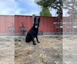 Small Photo #55 German Shepherd Dog Puppy For Sale in HAYWARD, CA, USA