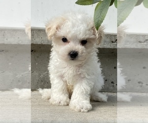 Maltese-Poodle (Toy) Mix Puppy for sale in SENECA FALLS, NY, USA
