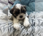 Small #1 Shih Tzu