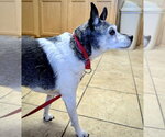 Small #7 Rat Terrier