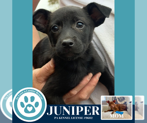 Medium Photo #1 Mutt Puppy For Sale in Kimberton, PA, USA