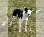 Small #6 Border Collie