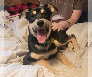 American Pit Bull Terrier-Unknown Mix Dogs for adoption in Sandy, UT, USA
