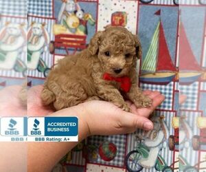 Poodle (Toy) Puppy for sale in WINNSBORO, LA, USA