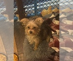 Small Photo #1 Yorkshire Terrier Puppy For Sale in MARYSVILLE, OH, USA