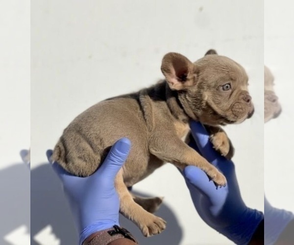 Medium Photo #5 French Bulldog Puppy For Sale in DAYTON, OH, USA