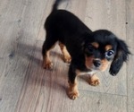 Small Photo #9 Cavalier King Charles Spaniel Puppy For Sale in BOONVILLE, NY, USA
