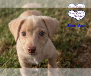 Chiweenie Dogs for adoption in Lee's Summit, MO, USA
