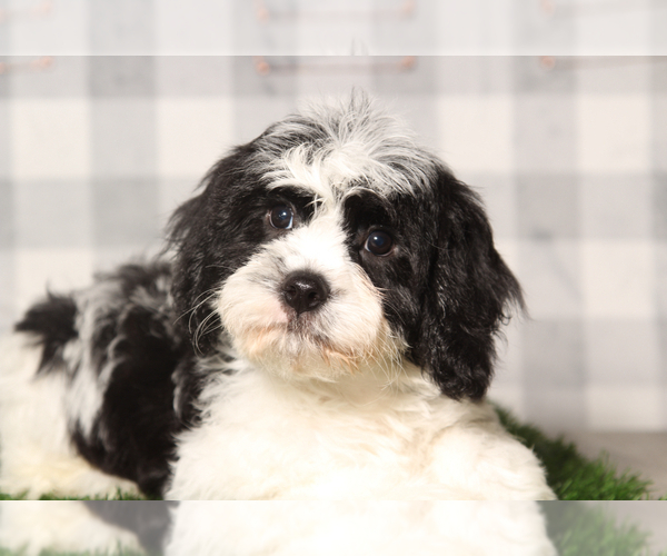 Medium Photo #1 Cavachon Puppy For Sale in MARIETTA, GA, USA