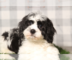 Cavachon Puppy for sale in MARIETTA, GA, USA
