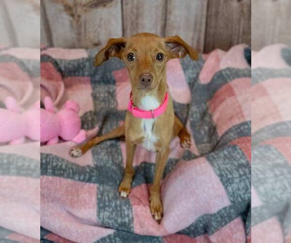 Medium Photo #3 Dachshund-Italian Greyhound Mix Puppy For Sale in Kennesaw, GA, USA
