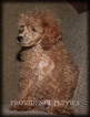Small Photo #32 Poodle (Miniature) Puppy For Sale in COPPOCK, IA, USA