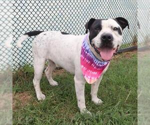 American Staffordshire Terrier-Unknown Mix Dogs for adoption in San Antonio, TX, USA