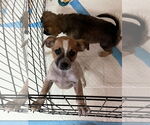Small #1 Labrador Retriever Mix