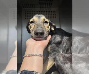 Doberman Pinscher-German Shepherd Dog Mix Dogs for adoption in Corpus Christi, TX, USA