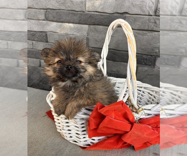 Medium Photo #2 Shiranian Puppy For Sale in MIDDLEBURY, IN, USA
