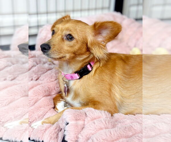 Medium Photo #1 Chiweenie Puppy For Sale in Corona, CA, USA