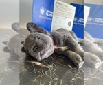 Small #13 French Bulldog