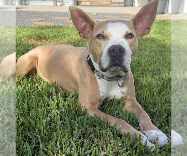 Medium Photo #4 American Staffordshire Terrier-Unknown Mix Puppy For Sale in HOUSTON, TX, USA