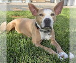 Small #3 American Staffordshire Terrier Mix
