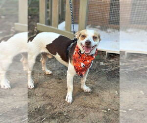 Chihuahua-Unknown Mix Dogs for adoption in FRAMINGHAM, MA, USA