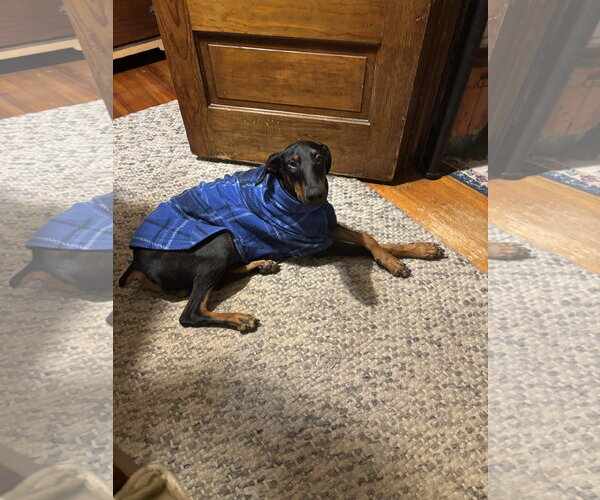 Medium Photo #7 Doberman Pinscher Puppy For Sale in Minneaoplis, MN, USA
