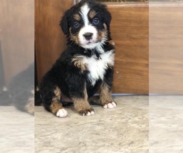Medium Photo #2 Bernese Mountain Dog Puppy For Sale in AUGUSTA, WV, USA