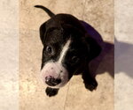 Small #3 Labrador Retriever