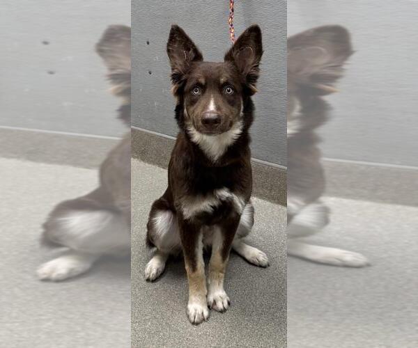 Medium Photo #1 German Shepherd Dog-Siberian Husky Mix Puppy For Sale in Las Vegas, NV, USA