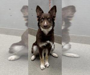 German Shepherd Dog-Siberian Husky Mix Dogs for adoption in Las Vegas, NV, USA