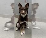 Small German Shepherd Dog-Siberian Husky Mix