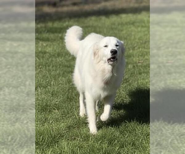 Medium Photo #2 Great Pyrenees Puppy For Sale in Dallas, TX, USA