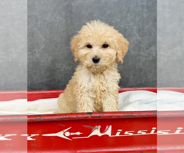 Medium Photo #8 Goldendoodle Puppy For Sale in OCALA, FL, USA