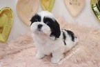 Small Photo #3 Shih Tzu Puppy For Sale in LAS VEGAS, NV, USA